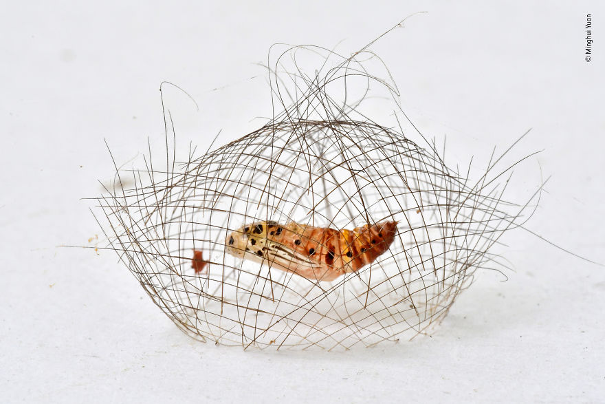 "The Hair-Net Cocoon" By Minghui Yuan, China, Behaviour: Invertebrates, Highly Commended 2019