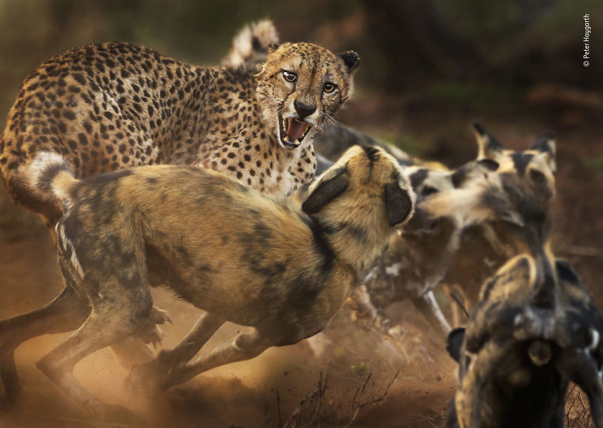 "Big Cat And Dog Spat" By Peter Haygarth, UK, Behaviour: Mammals, Highly Commended 2019