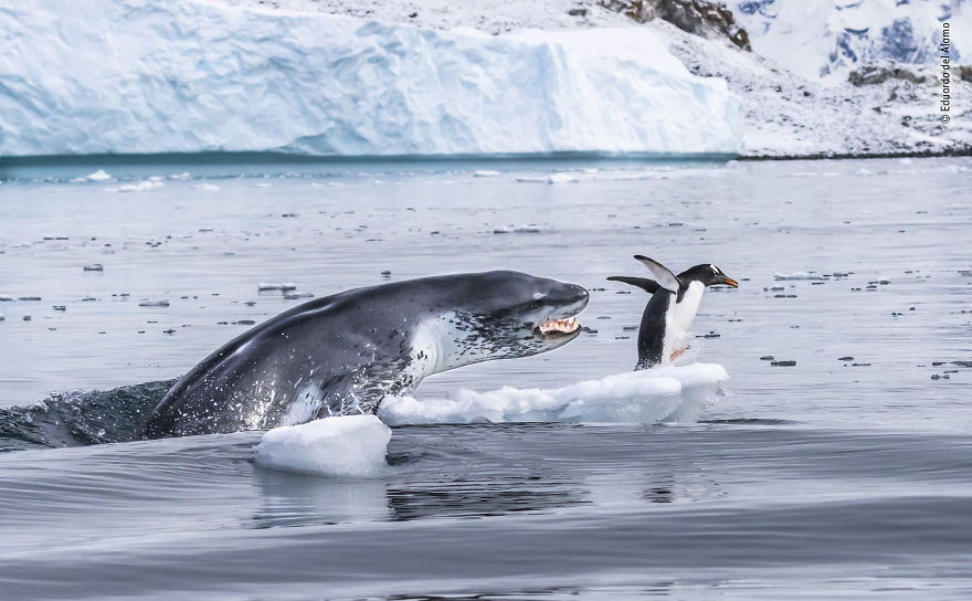 "If Penguins Could Fly" By Eduardo Del Álamo, Spain, Behaviour: Mammals, Highly Commended 2019