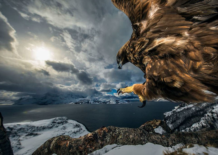 "Tierra Del Águila" Por Audun Rikardsen, Noruega, Categoría: Aves, Ganador 2019