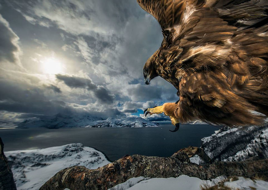 "Land Of The Eagle" By Audun Rikardsen, Norway, Behaviour: Birds, Winner 2019