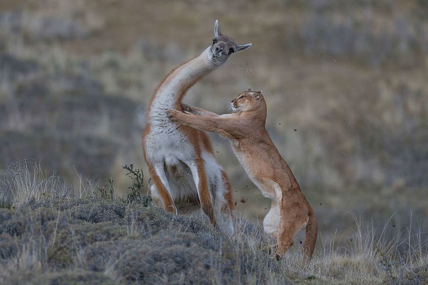 "The Equal Match" By Ingo Arndt, Germany, Behaviour: Mammals, Joint Winner 2019