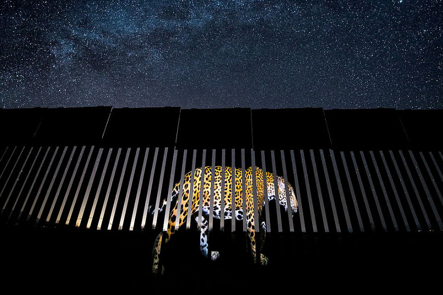 "Another Barred Migrant" By Alejandro Prieto, Mexico, Wildlife Photojournalism, Winner 2019