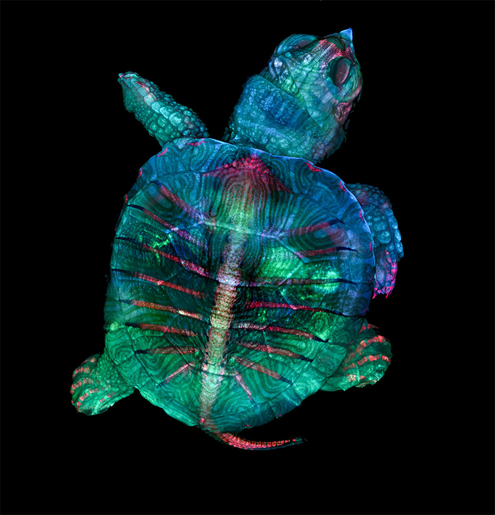 Fluorescent Turtle Embryo best micro photography 2020
