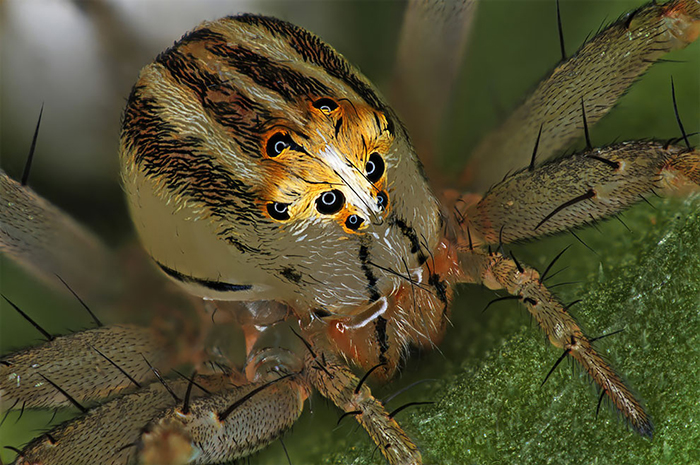 Female Oxyopes Dumonti (Lynx) Spider
