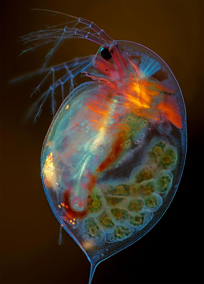 Pregnant Daphnia Magna (Small Planktonic Crustacean) best micro photography 2020