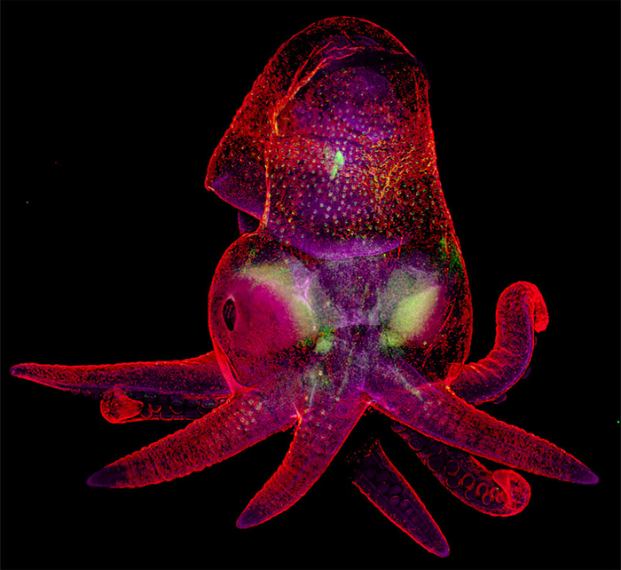 Octopus Bimaculoides Embryo best micro photography 2020
