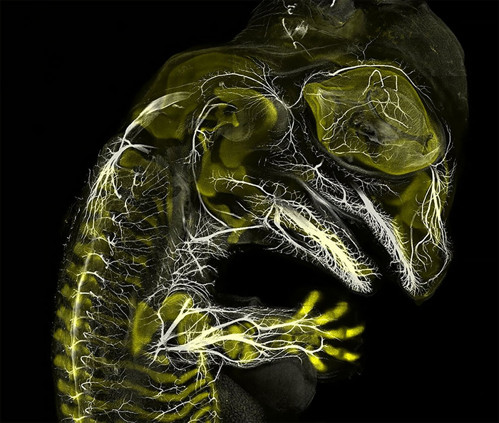 Alligator Embryo Developing Nerves And Skeleton