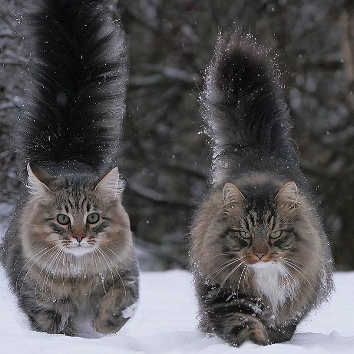 Norwegi an-Forest-Cats-Sampy-Hiskias