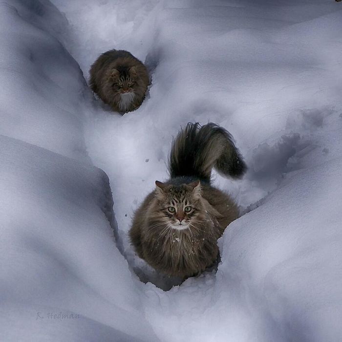 Norwegian-Forest-Cats-Sampy-Hiskias