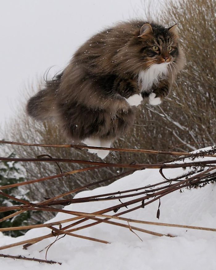 30 Pics Of Finnish Cats Living Their Best Winter Life
