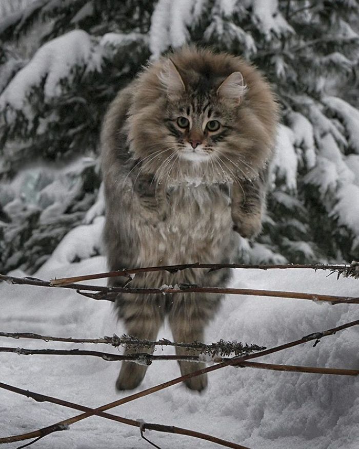 30 Pics Of Finnish Cats Living Their Best Winter Life