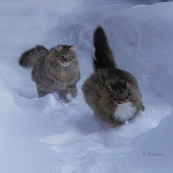 Norwegian-Forest-Cats-Sampy-Hiskias