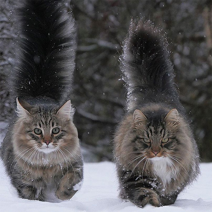 30 Fotos De Gatos Fineses Viviendo Su Mejor Vida De Invierno