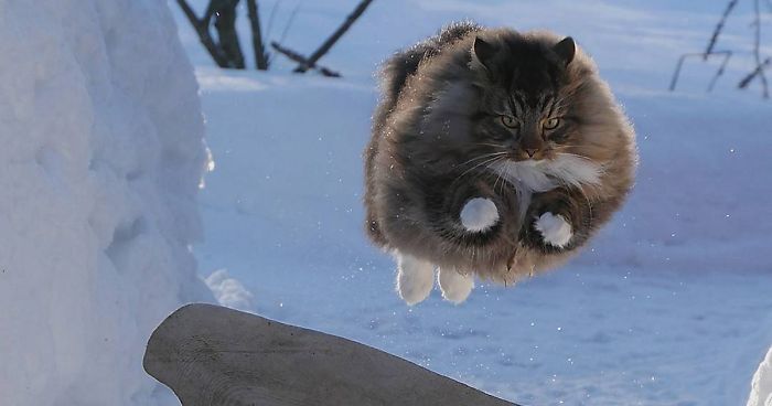 30 Pics Of Finnish Cats Living Their Best Winter Life | Bored Panda