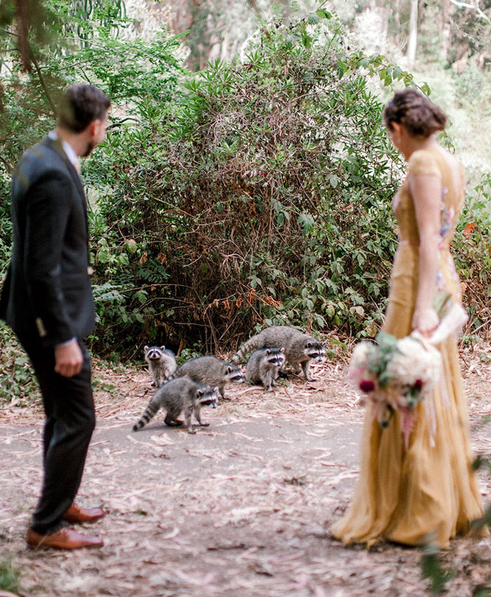 This Gang Of Racoons Crashes A Wedding Photoshoot And It's Both Cute And Hilarious
