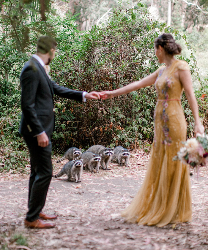 This Gang Of Racoons Crashes A Wedding Photoshoot And It's Both Cute And Hilarious