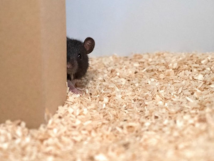 Scientists Taught Rats How To Play Hide And Seek And Found Out They Actually Really Enjoy Playing
