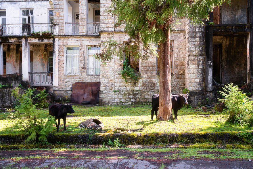 Cows In Front Of A Building