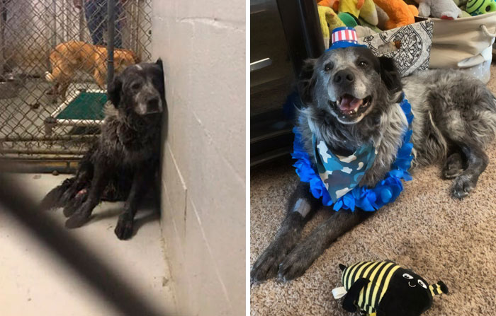 ‘Broken And Forgotten’ Dog Can’t Stop Smiling After He Realizes He’s Being Rescued