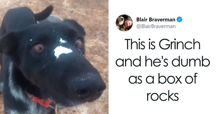 Woman Documents How Her Lovely But ‘Dumb As A Box Of Rocks’ Sled Dog Took Her Home And It’s Hilarious