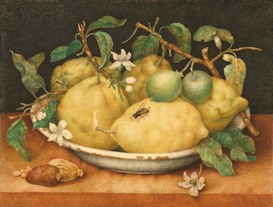 Still Life With A Bowl Of Citrons, Giovanna Garzoni, 1640s