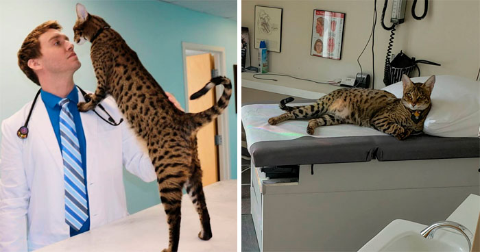 People Said We’d Fail, But My Family Clinic With Video Games And Therapy Cats Is Full Only 6 Months After Opening