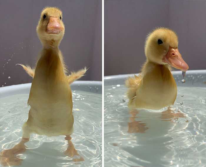 Small duck taking a bath 