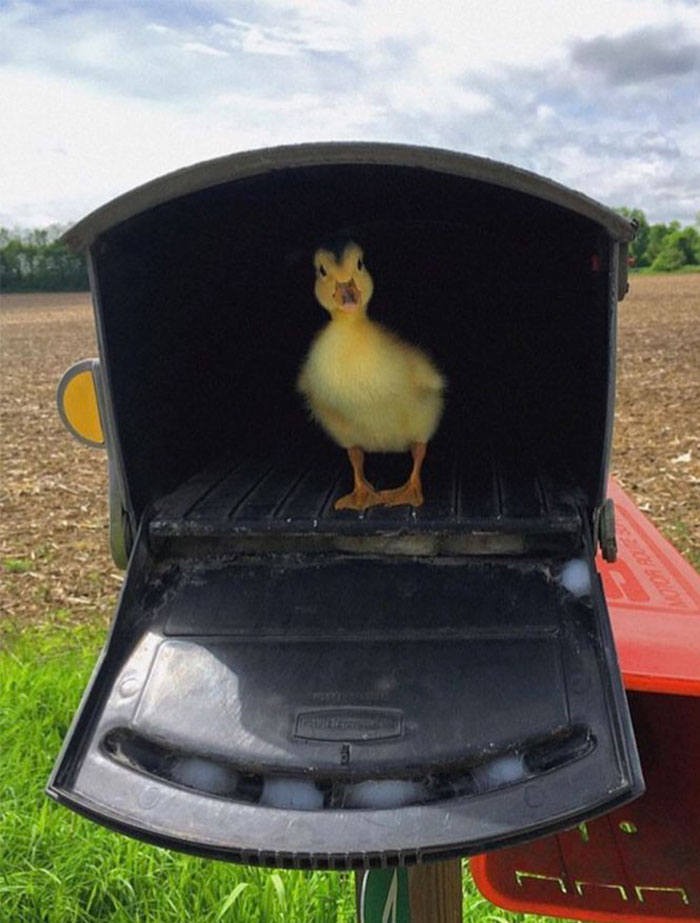 Small duck in mail box 