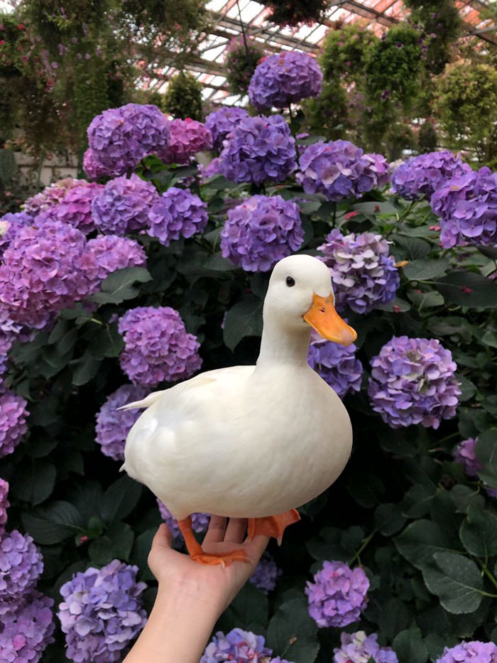 Duck posing next to flowers on humans hand 
