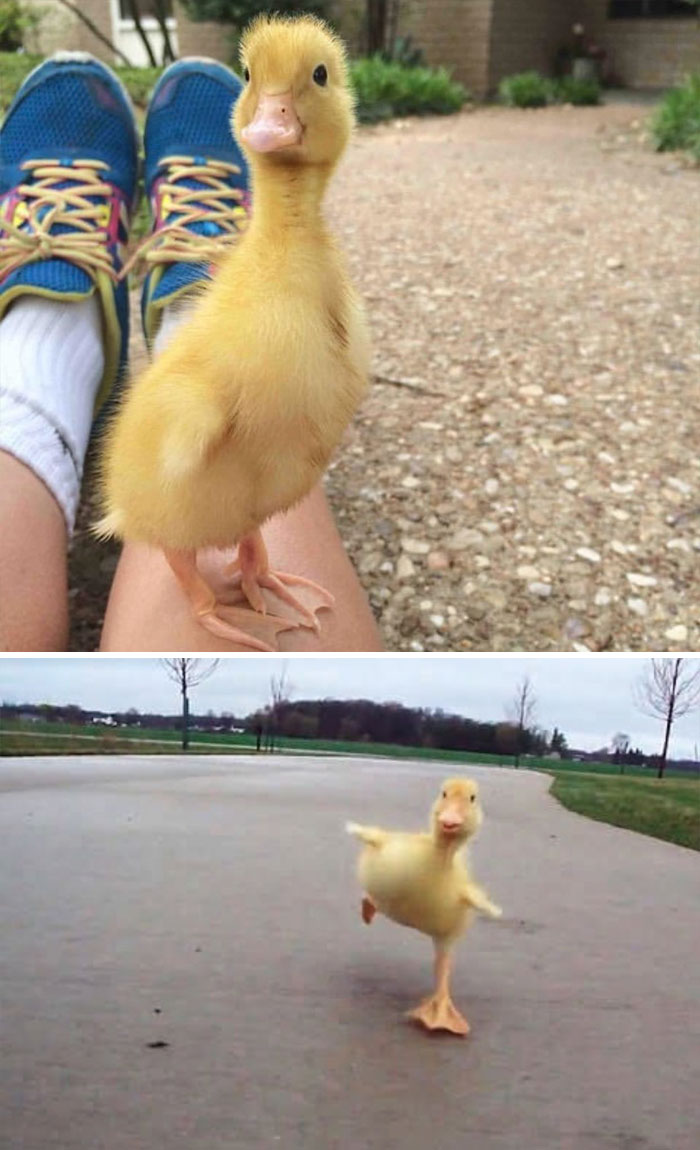 Duck running on road 