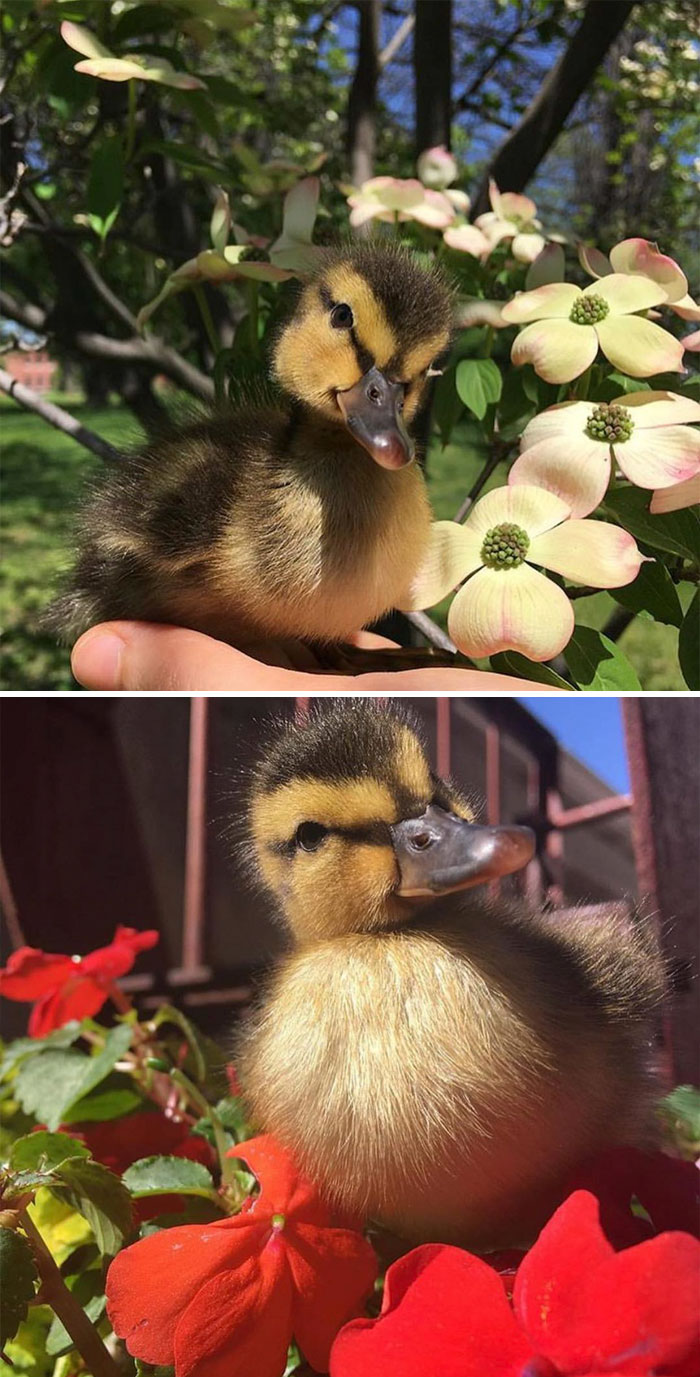 Small duck posing next to the flowers