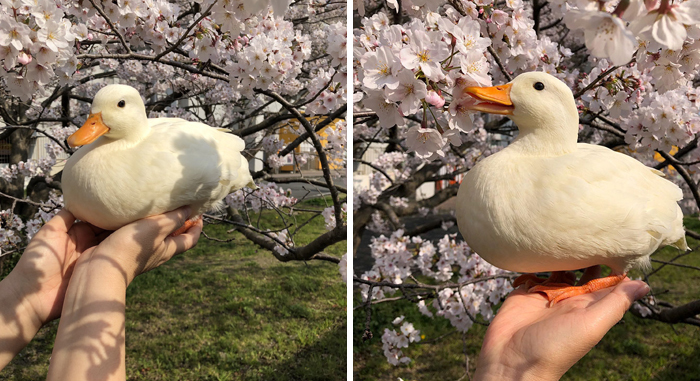 Duck in humans hand posing next to flowers 