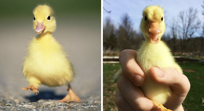 Small duck in humans hand 