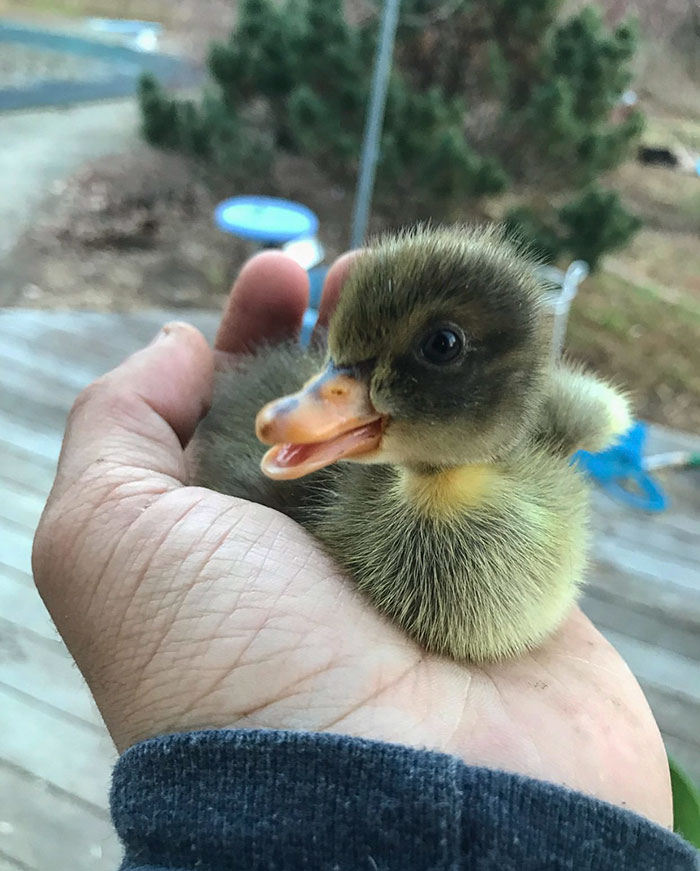 Small happy duck in humans palm 