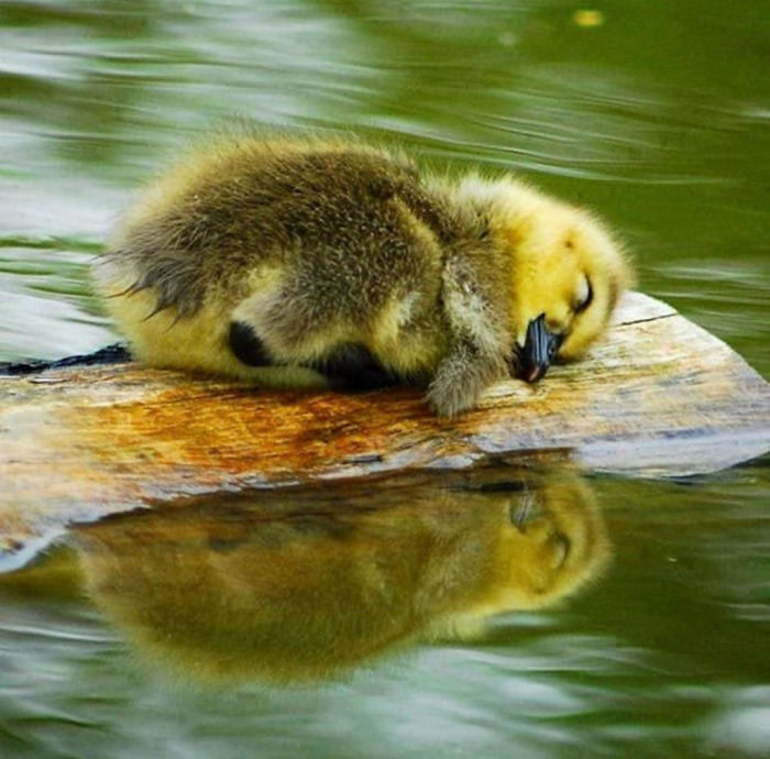 Duck sleeping on a log in water 