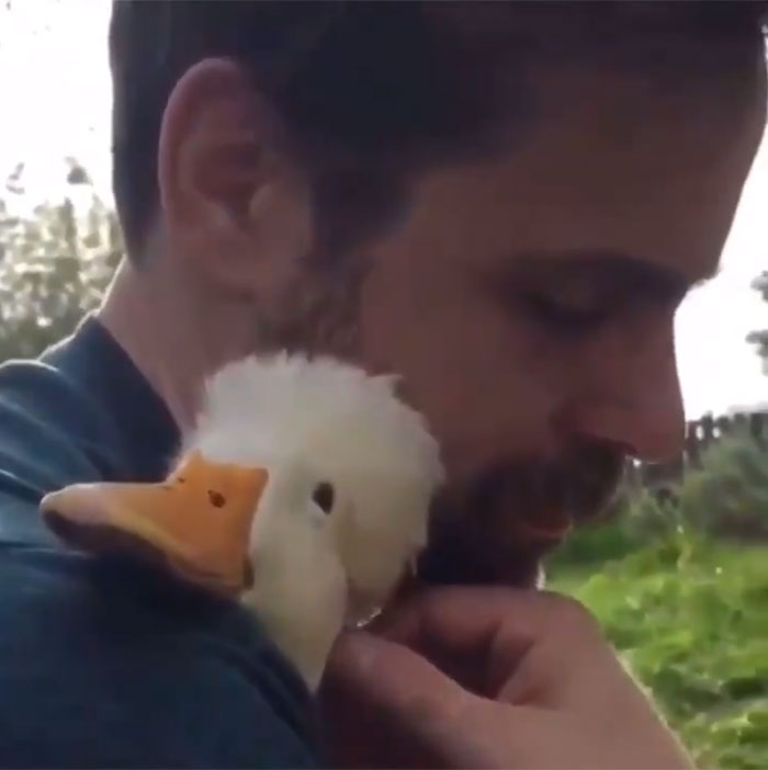 Duck cuddling man's shoulder 