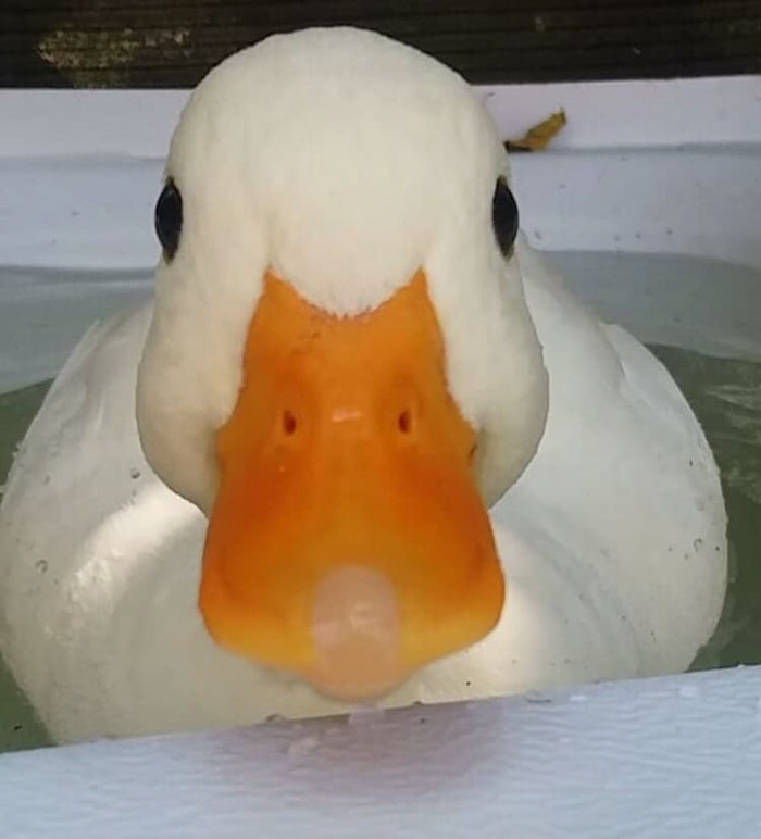 Duck looking straight 