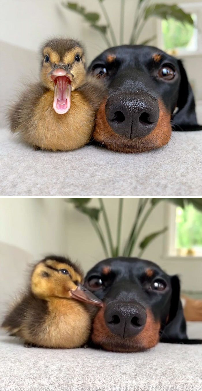 Duck and dog laying on ground together 