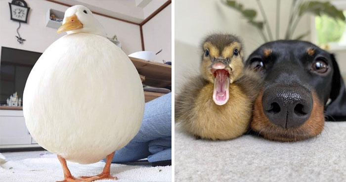 These 35 Pics Of Cute Ducks Might Make Your Day Better