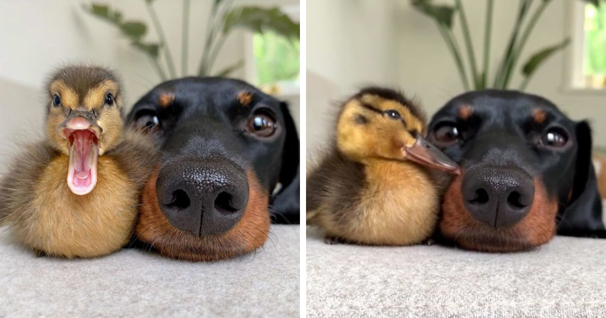 35 Totally Blessed Duck Images To Make You Smile Bored Panda