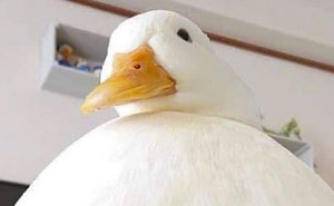 35 Totally Blessed Duck Images To Make You Smile