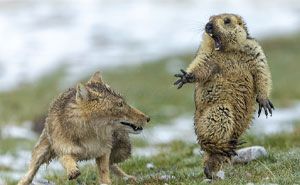 The 35 Best Wildlife Photos Of 2019