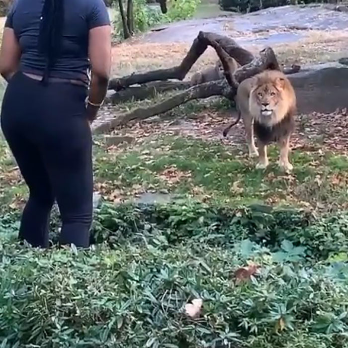 Woman Climbs Into A Lion Enclosure In A Bold Display Of Stupidity
