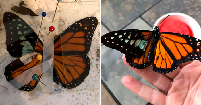 Zoo Asks For Woman’s Help In Repairing Butterfly’s Wings, She Gives It A Transplant