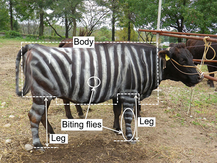 Scientists Are Amazed After Painting Cows In Zebra Stripes - They Get Bitten 50% Less Than Usual