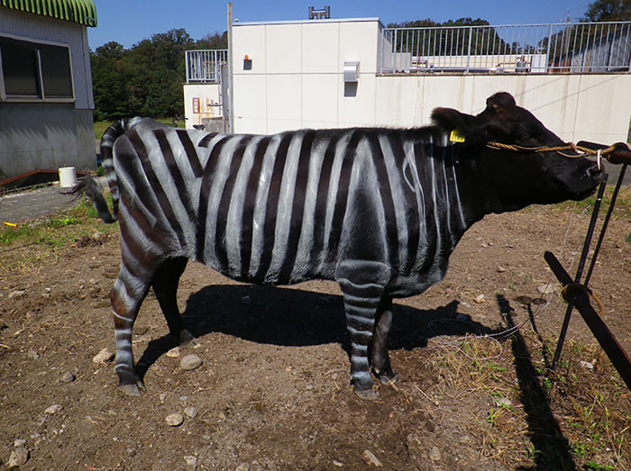 Scientists Are Amazed After Painting Cows In Zebra Stripes They