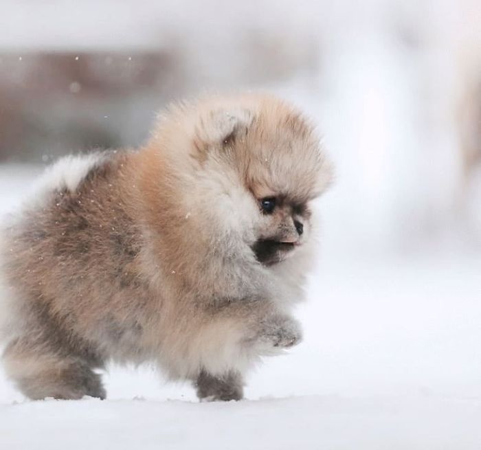 Here Are 23 Adorable Photos Of Furballs Jumping Around And Getting Their First Taste Of Snow