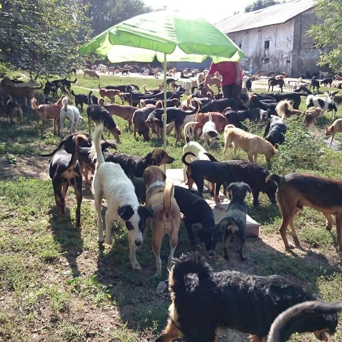 Guy Takes In Pups That No One Wants, Runs A Shelter With 750 Dogs
