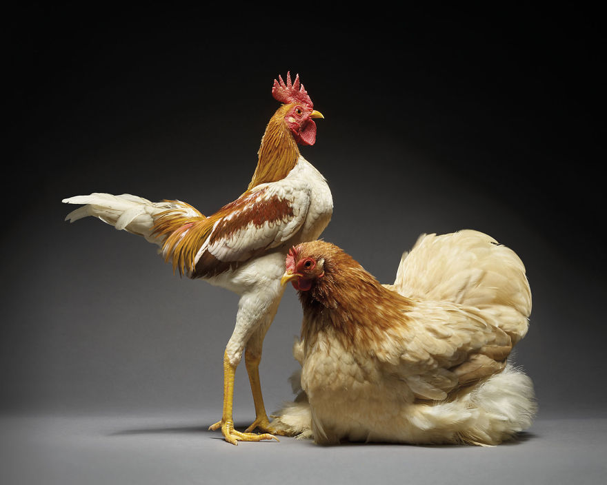 We Photographed Hundreds Of The Most Beautiful Chicken Couples And They Fell In Love, Literally!